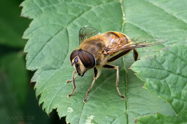 trúdovka obyčajná  Eristalis tenax ♂