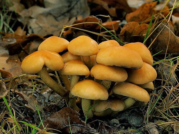 strapcovka zväzkovitá Hypholoma fasciculare (Huds.) P. Kumm.