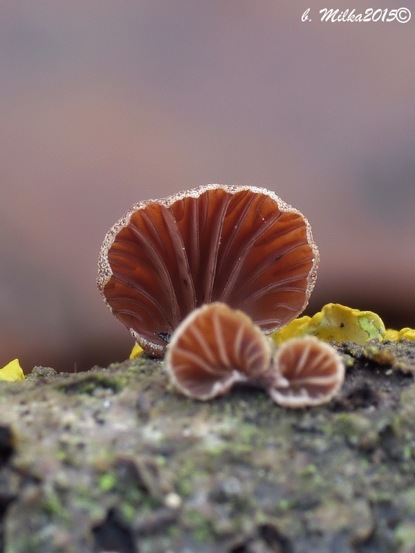 pňovka zimná Panellus ringens (Fr.) Romagn.