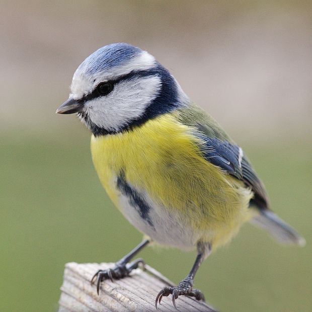 sýkorka belasá Parus caeruleus