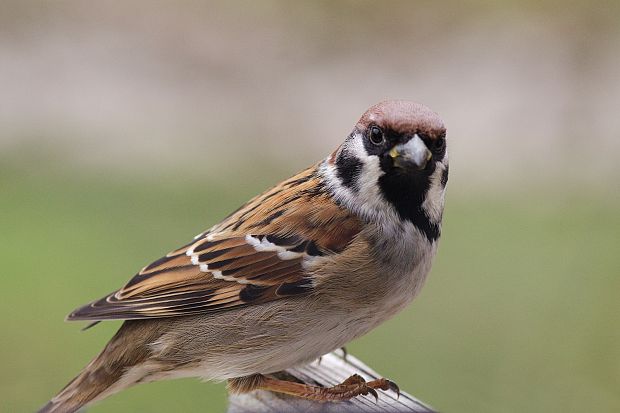 vrabec poľný Passer montanus