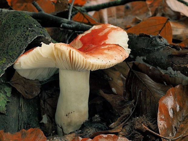 plávka Maireova Russula mairei Singer