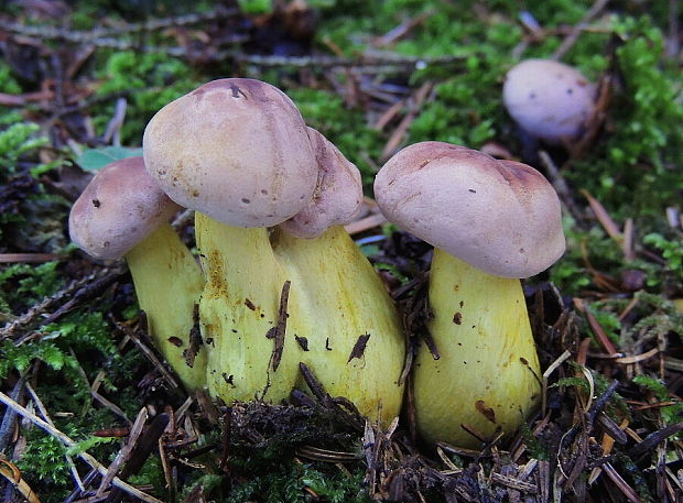 čírovka ružovohnedá Tricholoma bufonium (Pers.) Gillet