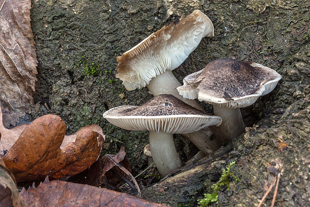 čírovka Tricholoma sp.