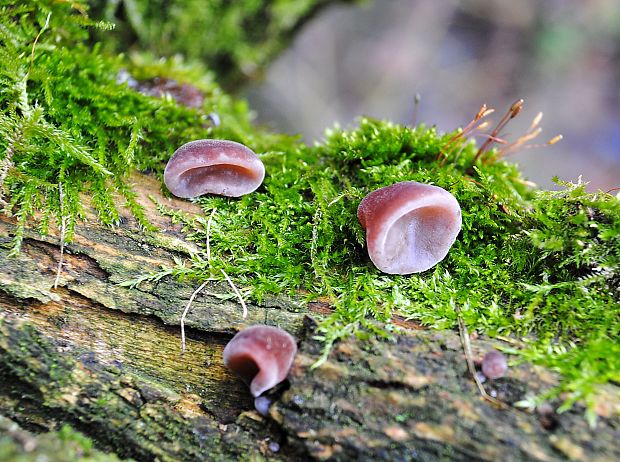 uchovec bazový Auricularia auricula-judae (Bull.) Quél.