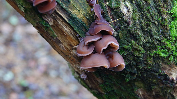 uchovec bazový Auricularia auricula-judae (Bull.) Quél.