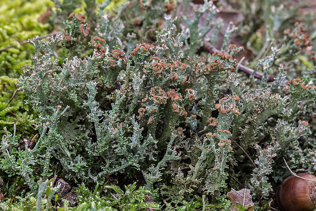 dutohlávka vidlicovitá Cladonia cf. furcata (Huds.) Schrad.