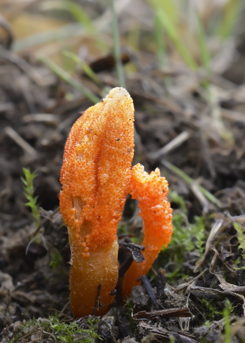 žezlovka hmyzová Cordyceps militaris (Fr.) Link