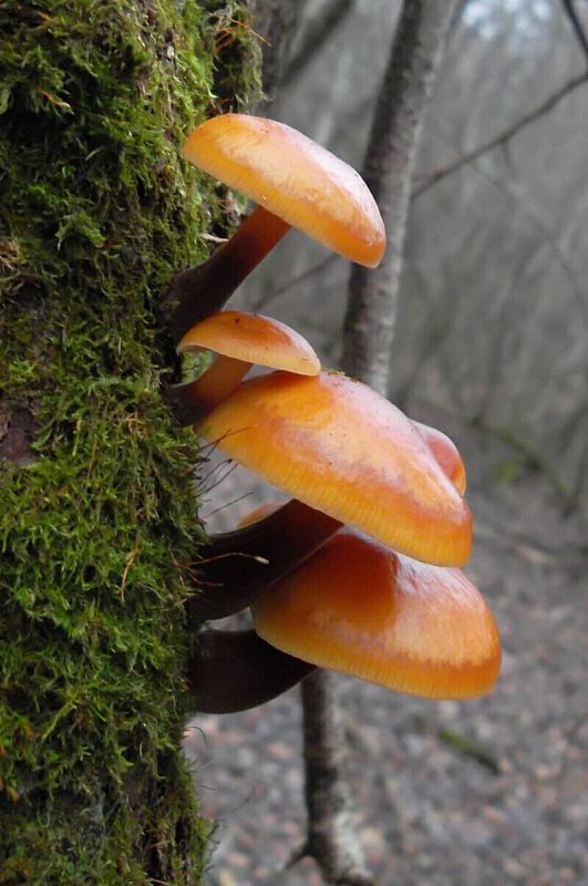 plamienka Flammulina sp.