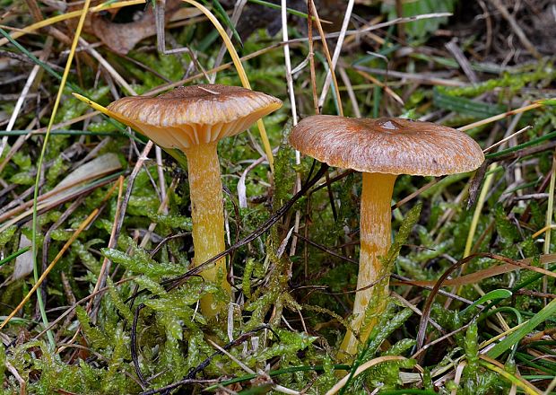 šťavnačka mrazová Hygrophorus hypothejus (Fr.) Fr.