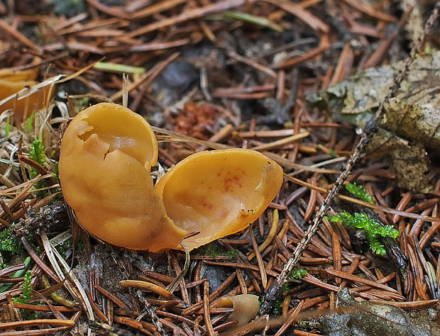 uško Otidea sp.