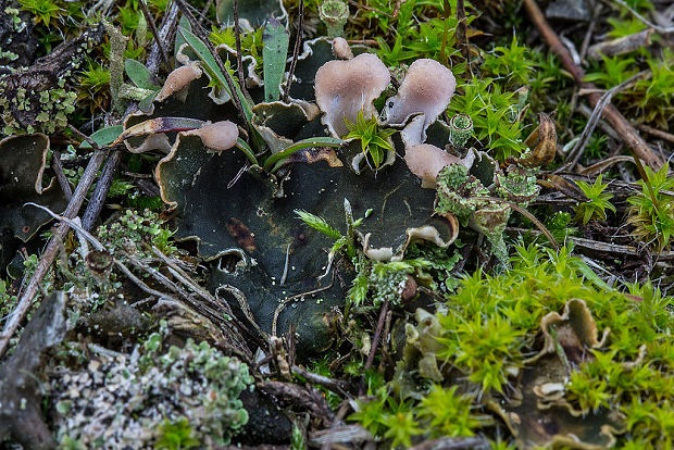 štítnatec Peltigera cf. rufescens Hook. f.