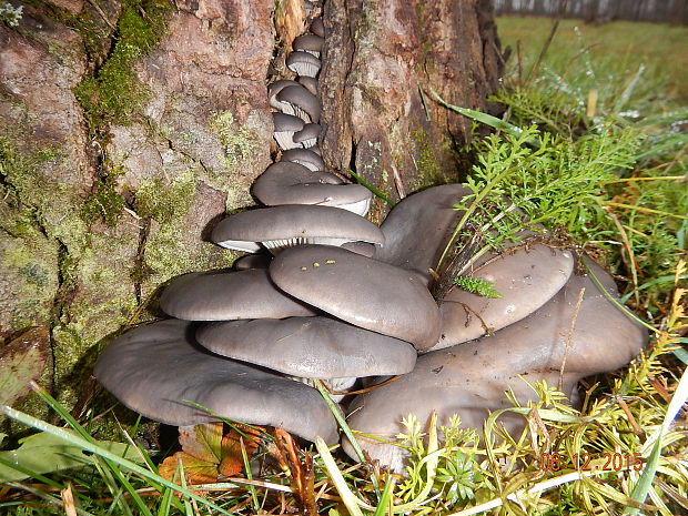 hliva ustricovitá modrastá Pleurotus columbinus Quél.