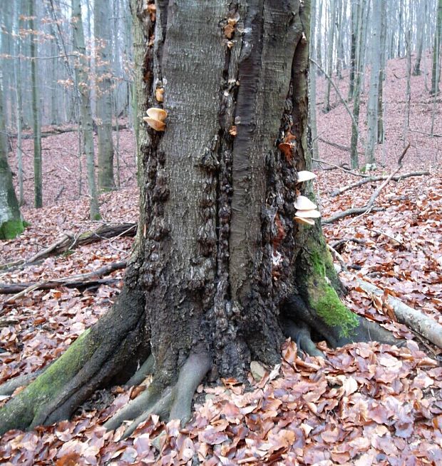 hliva dubová Pleurotus dryinus (Pers.) P. Kumm.