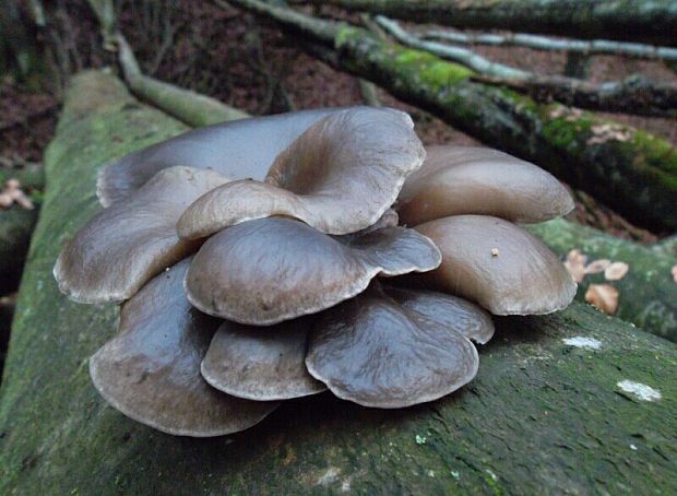 hliva Pleurotus sp.