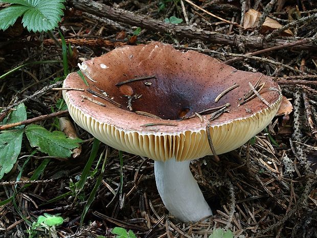 plávka Russula sp.