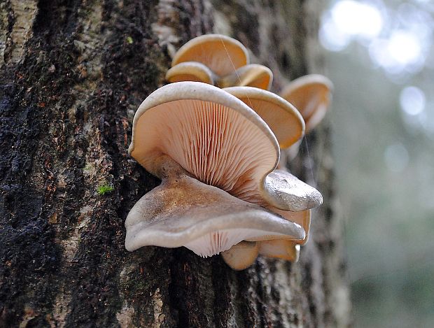 pňovka neskorá Sarcomyxa serotina (Pers.) P. Karst.