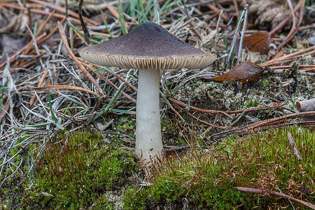 čírovka zemná Tricholoma terreum (Schaeff.) P. Kumm.