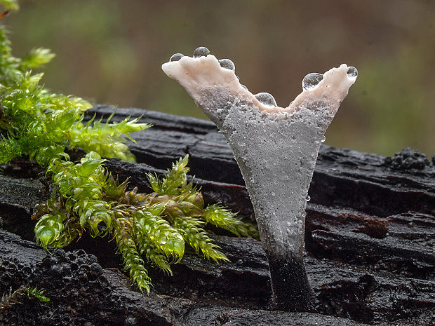 drevnatec parohatý Xylaria hypoxylon (L.) Grev.