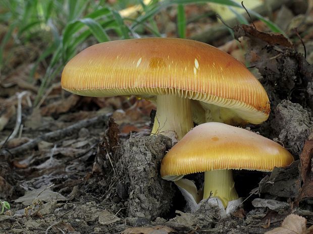 muchotrávka cisárska Amanita caesarea (Scop.) Pers.