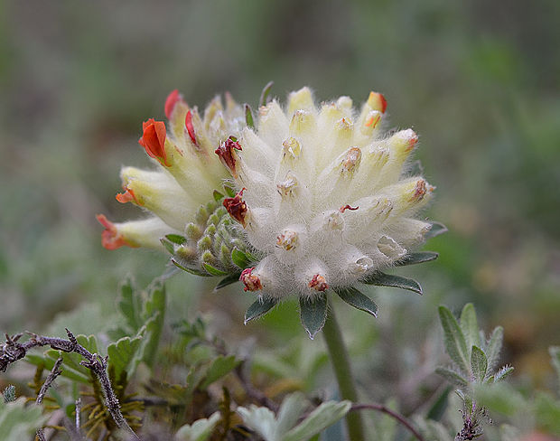 bôľhoj lekársky Anthyllis vulneraria L.