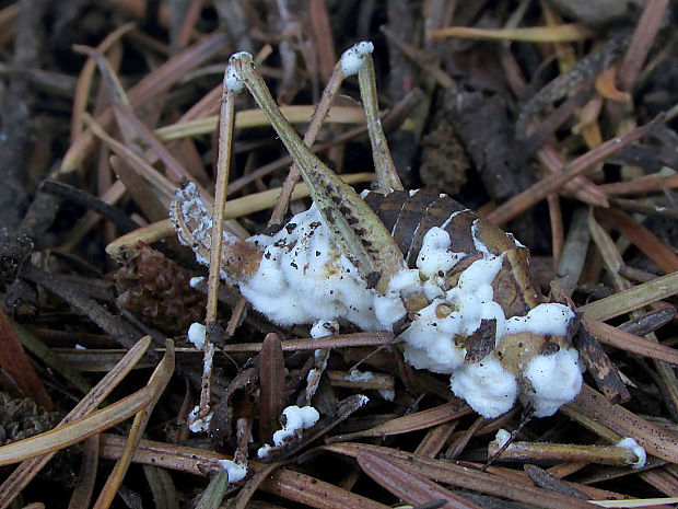 bovéria Beauveria sp.