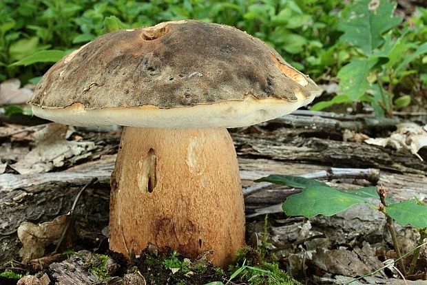 hríb bronzový Boletus aereus Bull. ex Fr.