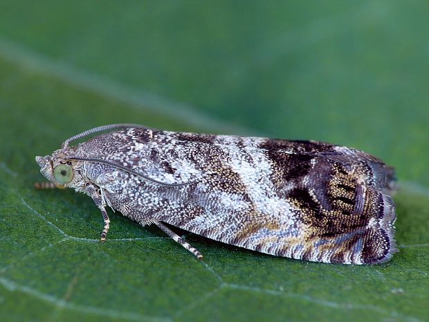 plodokaz (sk) / obaleč ořechový (cz) Cydia splendana Hübner, 1799