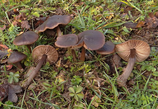 hodvábnica Entoloma sp.