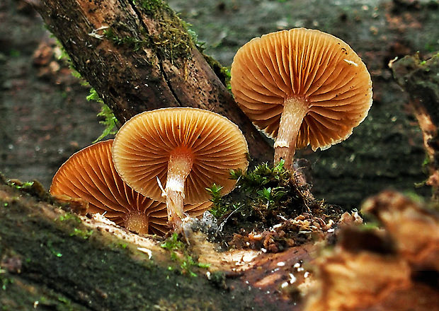 kapucňovka okrovohnedastá Galerina marginata (Batsch) Kühner