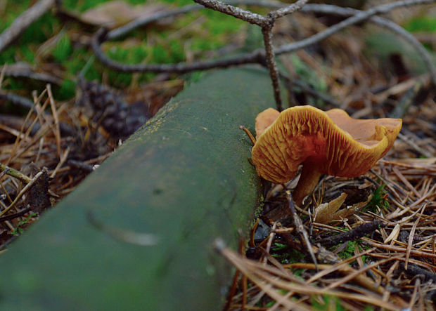 kapucňovka Galerina sp.