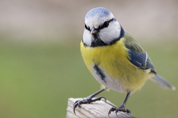 sýkorka belasá Parus caeruleus