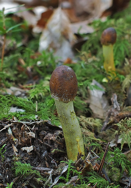 žezlovka hlavičkatá Tolypocladium capitatum (Holmsk.) Quandt, Kepler & Spatafora