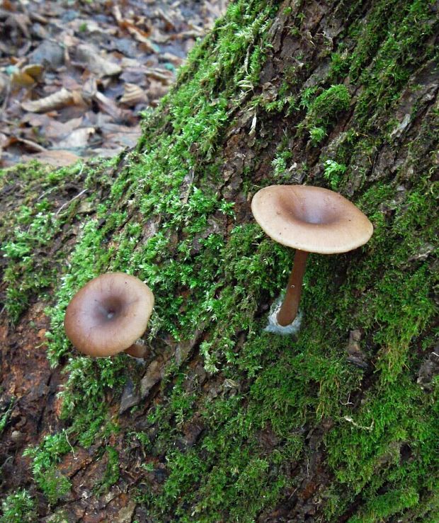 strmuľka Clitocybe sp.