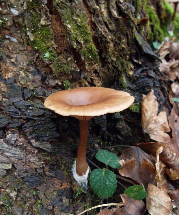 strmuľka Clitocybe sp.