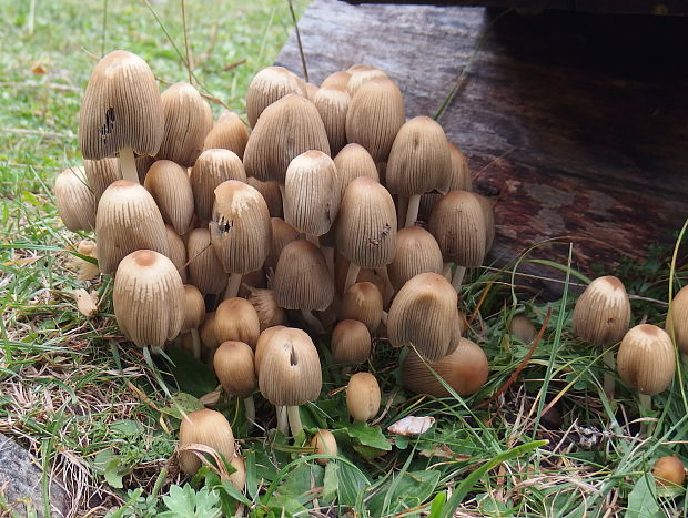 hnojník Coprinus sp.