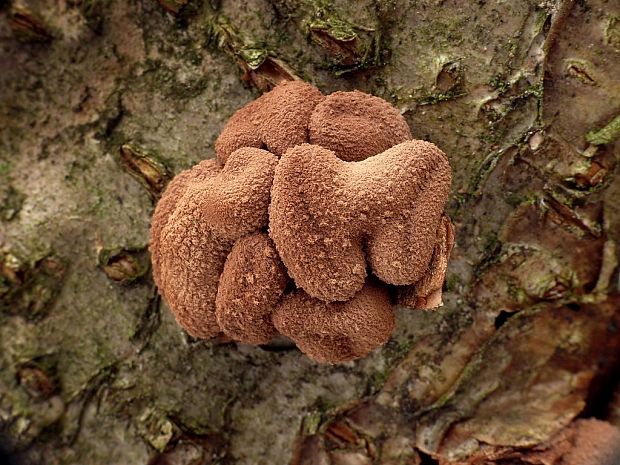 dutinovka otrubnatá Encoelia furfuracea (Roth) P. Karst.