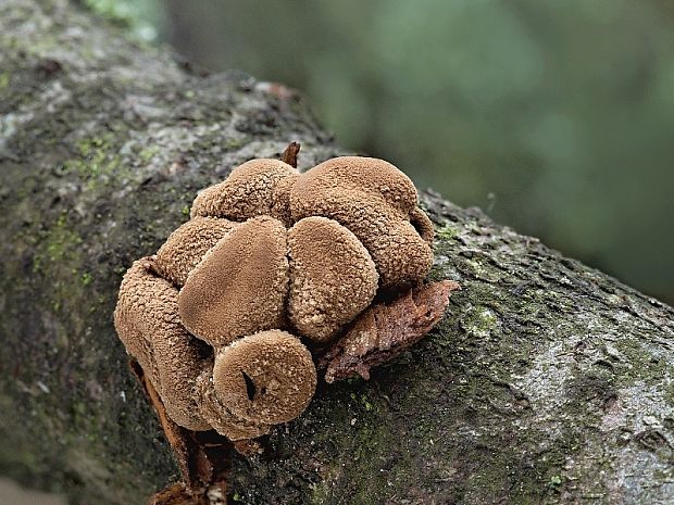 dutinovka otrubnatá Encoelia furfuracea (Roth) P. Karst.