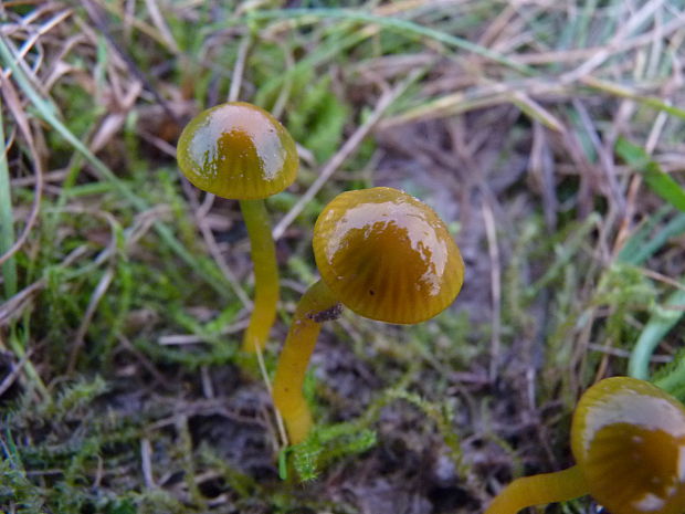 lúčnica žltozelená Gliophorus psittacinus (Schaeff.) Herink