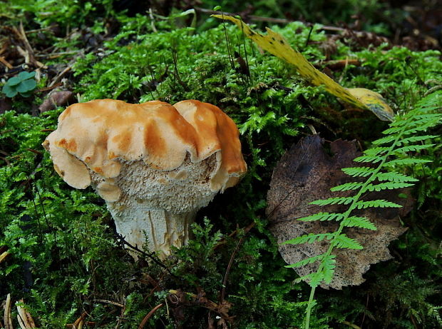 jelenka poprehýbaná Hydnum repandum L.