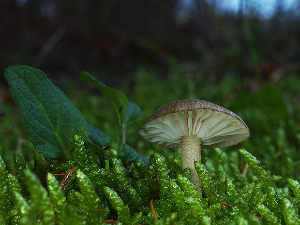 šťavnačka bodkovaná Hygrophorus pustulatus (Pers.) Fr.