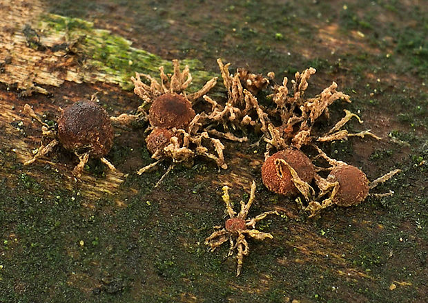 drevovček Howeov Hypoxylon howeanum Peck