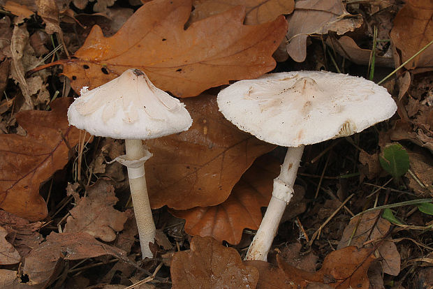 bedľa štíhla Macrolepiota mastoidea (Fr.) Singer