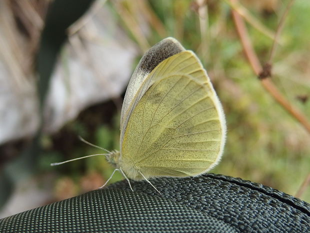 mlynárik kapustový Pieris brassicae