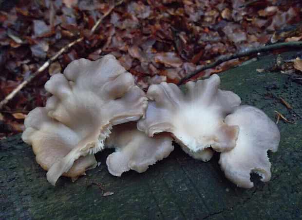 hliva Pleurotus sp.