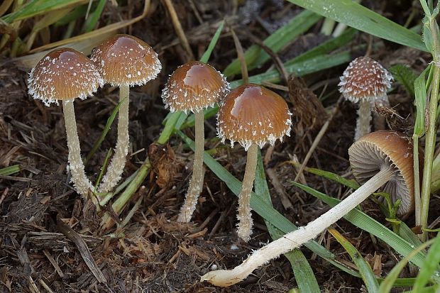 drobuľka Psathyrella hirta Peck