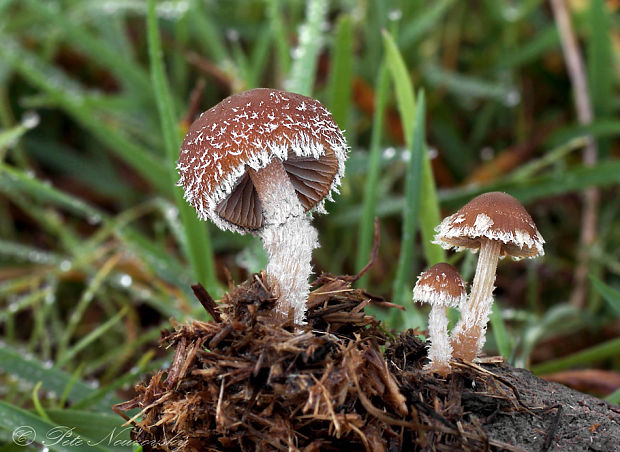 drobuľka Psathyrella hirta Peck