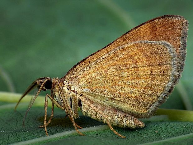 piadivka stoklasová (sk) / vlnočárník sveřepový (cz) Scotopteryx chenopodiata Linnaeus, 1758