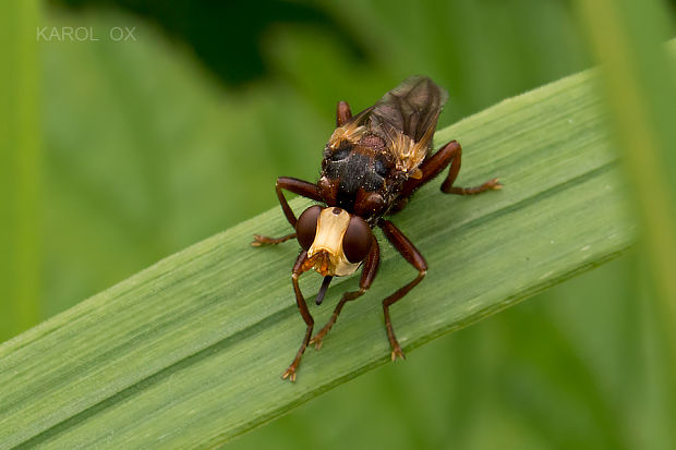 okanka Sicus sp.