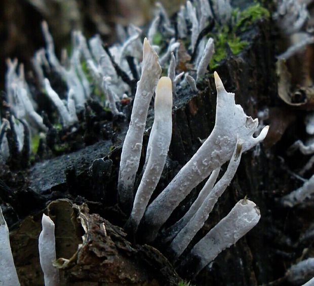 drevnatec parohatý Xylaria hypoxylon (L.) Grev.